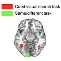 Task-dependent multi-object processing